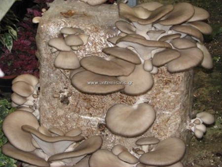 Μπάλα Μανιταριών